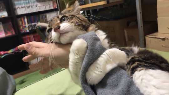 猫 ヤマダ 腕 抱きつき ハグ 鳴き声 かわいい 回復バフ 動画
