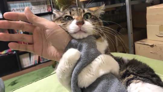 猫 ヤマダ 腕 抱きつき ハグ 鳴き声 かわいい 回復バフ 動画