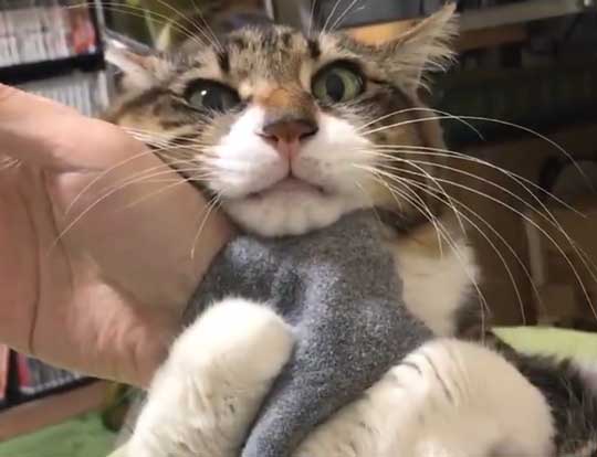 猫 ヤマダ 腕 抱きつき ハグ 鳴き声 かわいい 回復バフ 動画