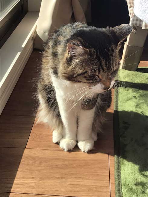 猫 ヤマダ 腕 抱きつき ハグ 鳴き声 かわいい 回復バフ 動画