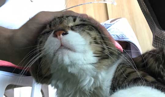 猫 ヤマダ 腕 抱きつき ハグ 鳴き声 かわいい 回復バフ 動画