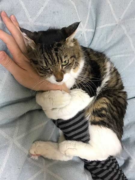 猫 ヤマダ 腕 抱きつき ハグ 鳴き声 かわいい 回復バフ 動画