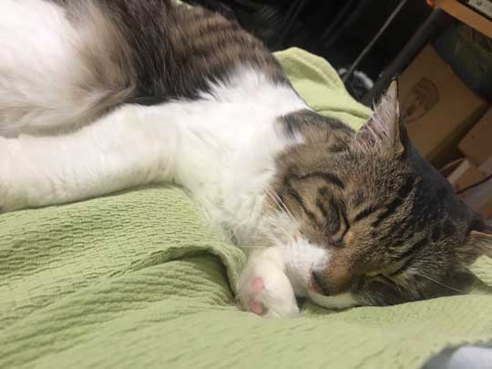 猫 ヤマダ 腕 抱きつき ハグ 鳴き声 かわいい 回復バフ 動画