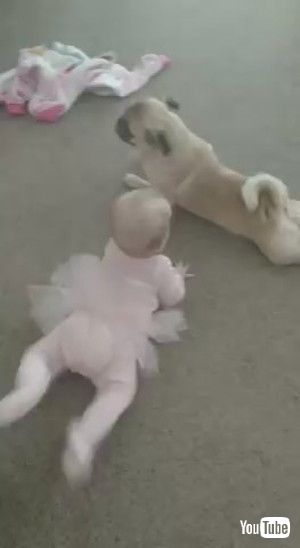 「Pug Teaches Kiddo How to Crawl || ViralHog」