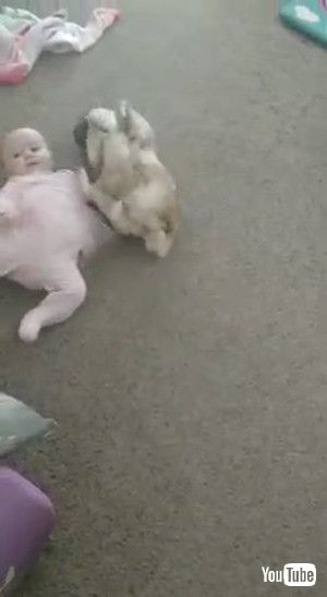 「Pug Teaches Kiddo How to Crawl || ViralHog」