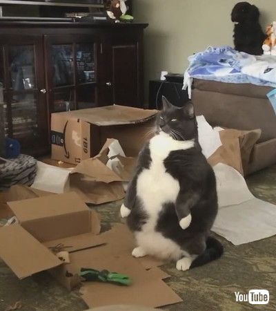 「Cat Looks Funny as he Sits on the Floor on his Hind Legs - 1195439」