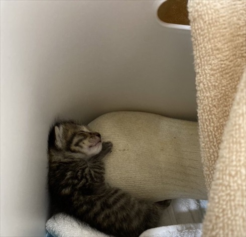 子猫保温術