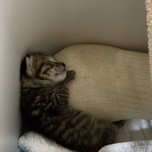 子猫ちゃんの保温術