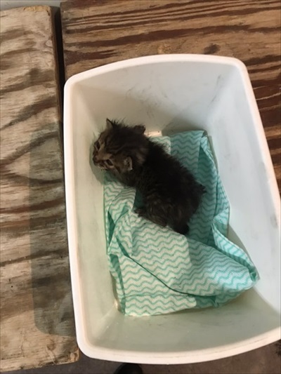 子猫ちゃんの保温術