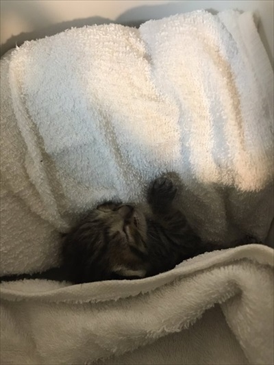 子猫ちゃんの保温術