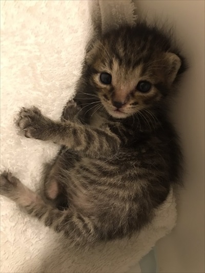 子猫ちゃんの保温術