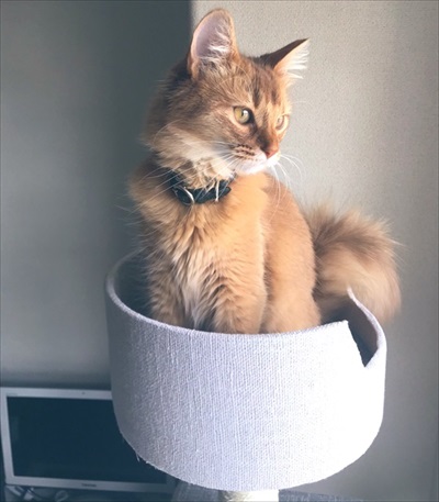 子猫ちゃんの保温術