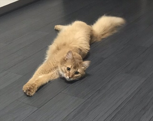 子猫ちゃんの保温術