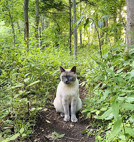 緑の中のボンボンさん