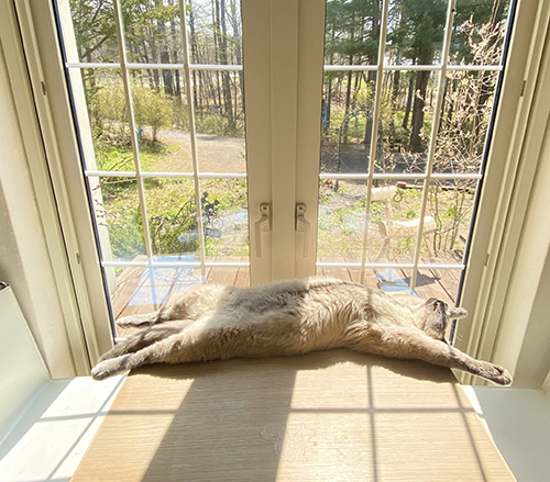 ダイナミックボンボンさんアップ
