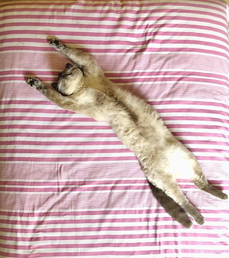 ピンクのお布団とダイナミックボンボンさん