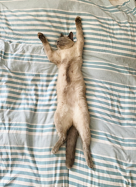 青いお布団とダイナミックボンボンさん