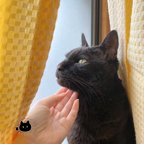 夜中 布団 入れてほしい 黒猫 ろん 漫画 AKR