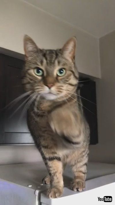 「Silly Kitty Begs for Treats || ViralHog」