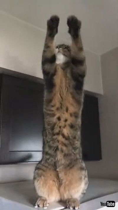 「Silly Kitty Begs for Treats || ViralHog」