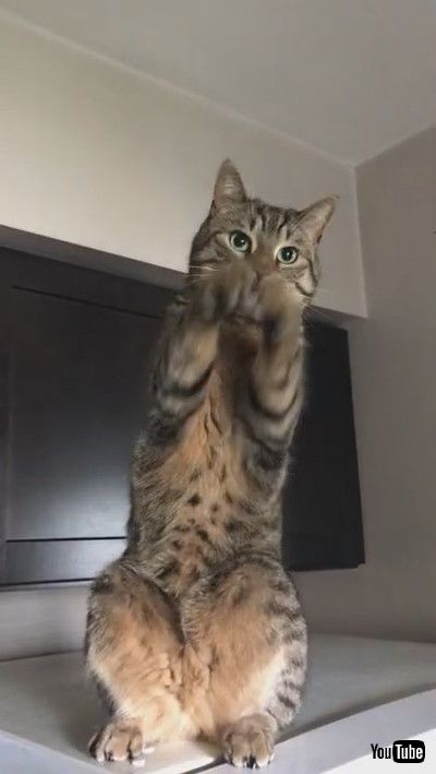 「Silly Kitty Begs for Treats || ViralHog」