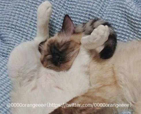 猫 アルカ君 カルト君 どういう寝方