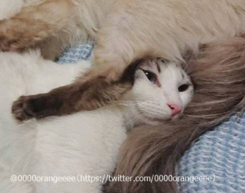 猫 アルカ君 カルト君 どういう寝方