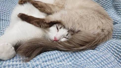 猫 アルカ君 カルト君 どういう寝方