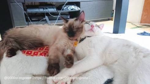 猫 アルカ君 カルト君 どういう寝方