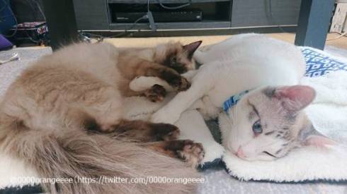 猫 アルカ君 カルト君 どういう寝方