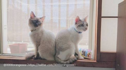 猫 アルカ君 カルト君 どういう寝方