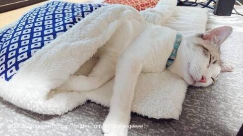 猫 アルカ君 カルト君 どういう寝方