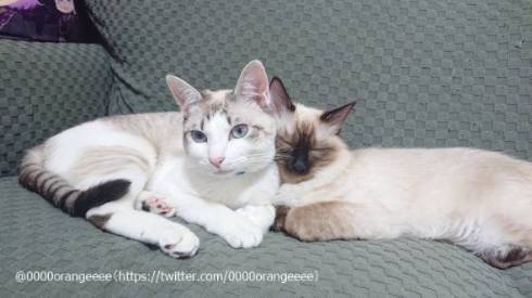 猫 アルカ君 カルト君 どういう寝方