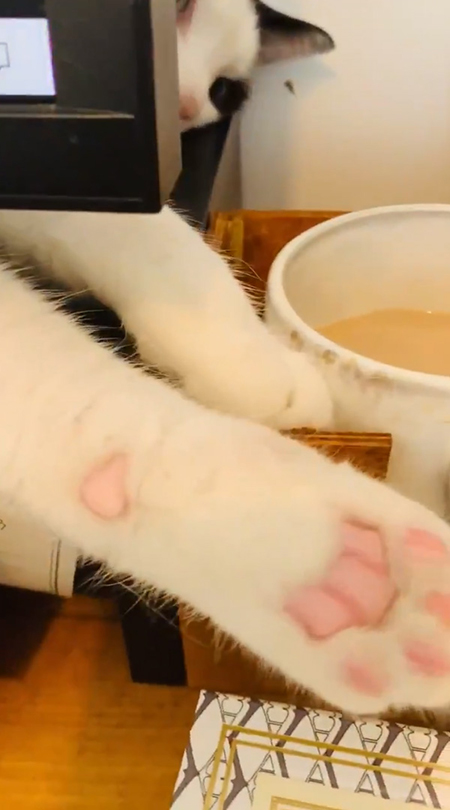 マグカップを狙う白州さんややアップ