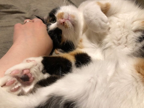 おかかちゃんの写真