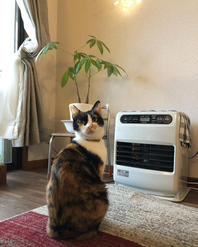 おかかちゃんの写真