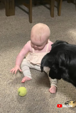 テニスボールで遊ぶ赤ちゃんとワンコ