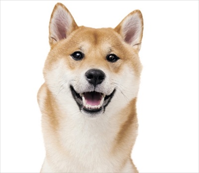 家庭犬の医学