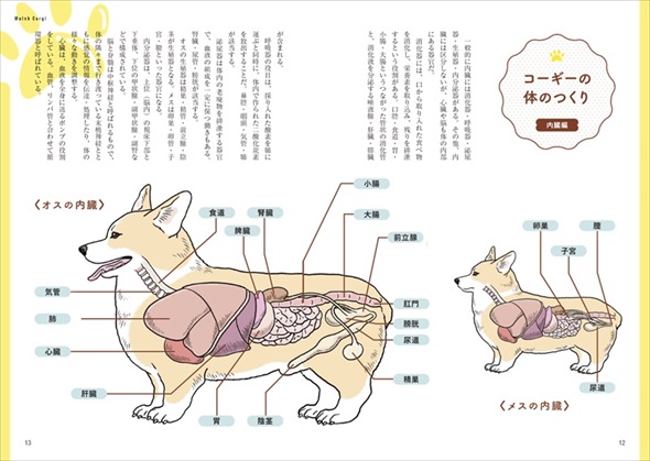 家庭犬の医学