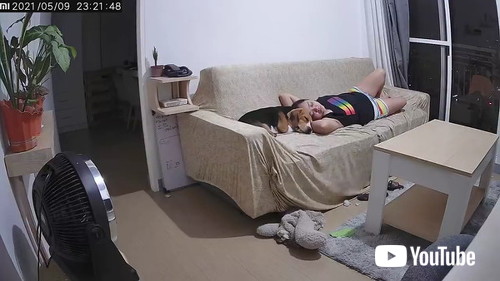 夢を見たワンコ