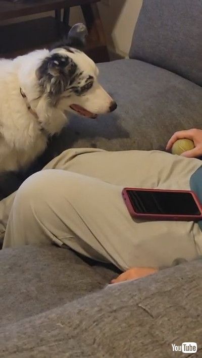 「Pug Teaches Kiddo How to Crawl || ViralHog」