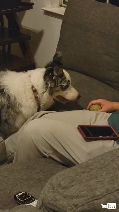 「Pug Teaches Kiddo How to Crawl || ViralHog」