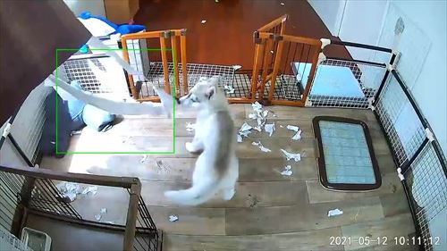犬