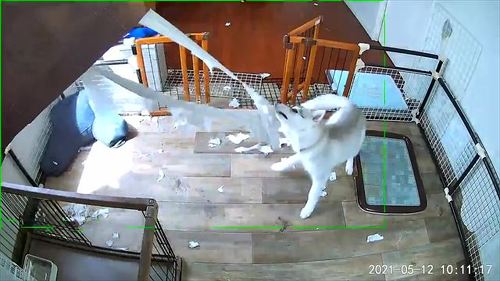 犬