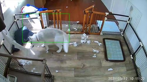 犬