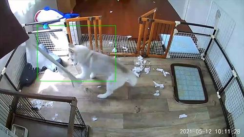 犬