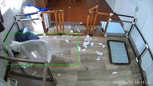 犬