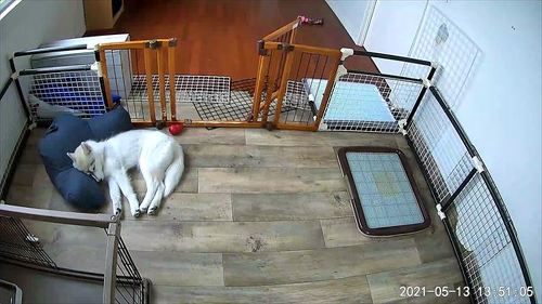 犬
