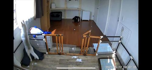 犬