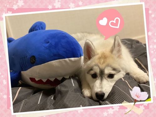 犬